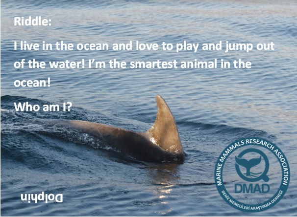 DMAD - Marine Mammals Research Association